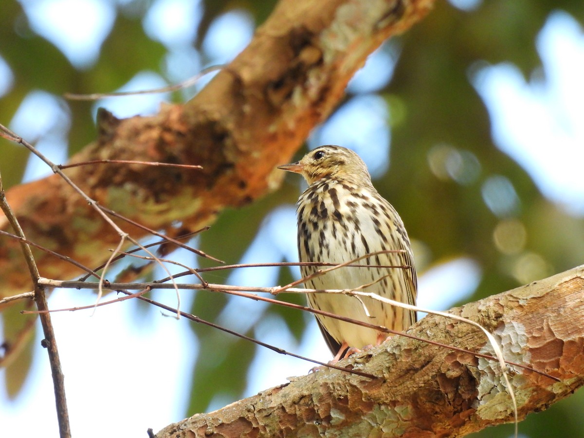 Olive-backed Pipit - ML647063477