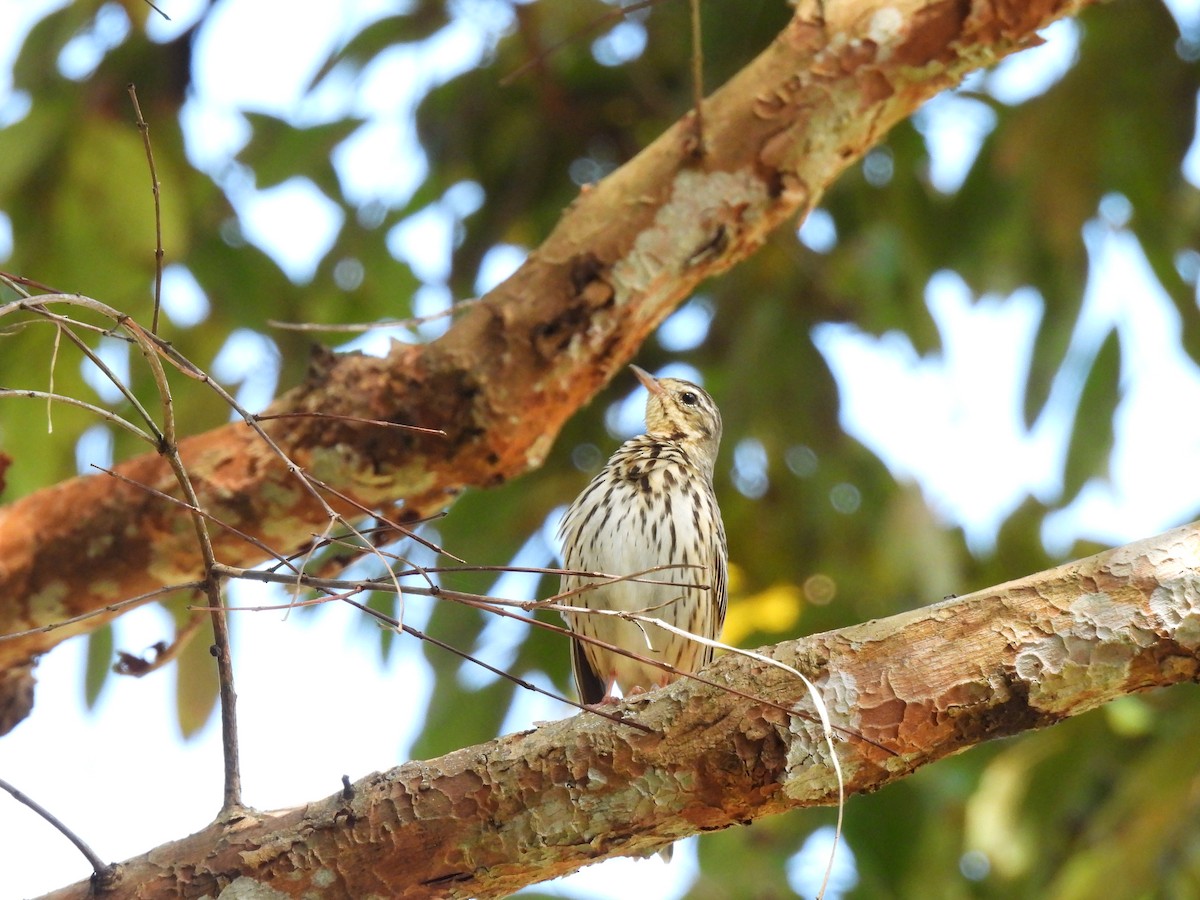 Olive-backed Pipit - ML647063478