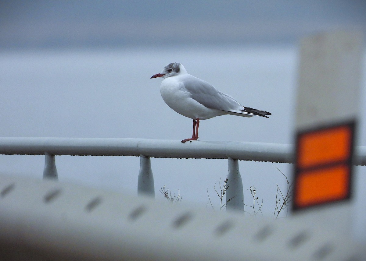 Black-headed Gull - ML647063479