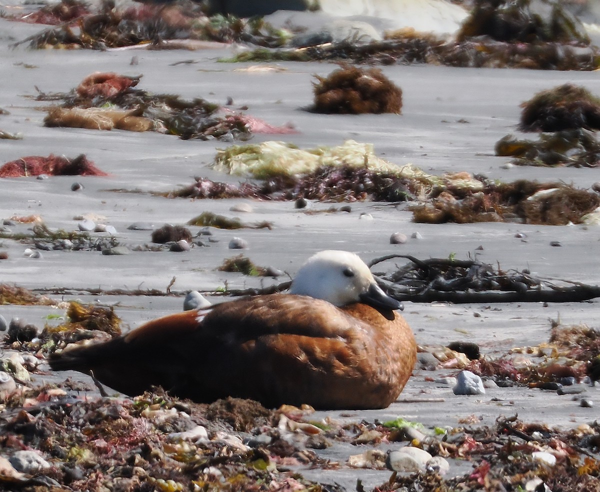Paradise Shelduck - ML647063480