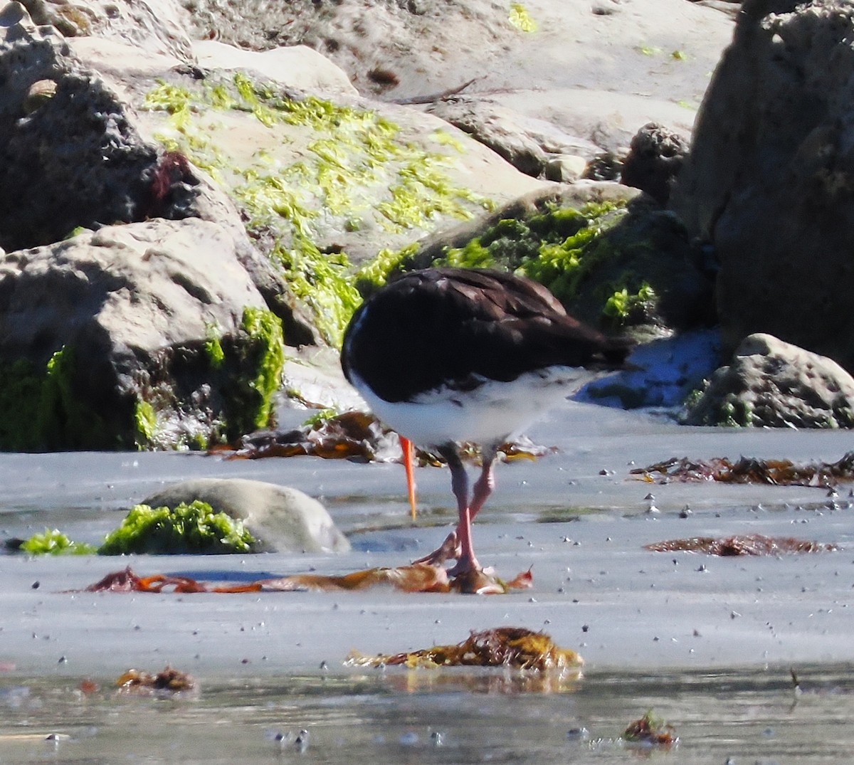 South Island Oystercatcher - ML647063481