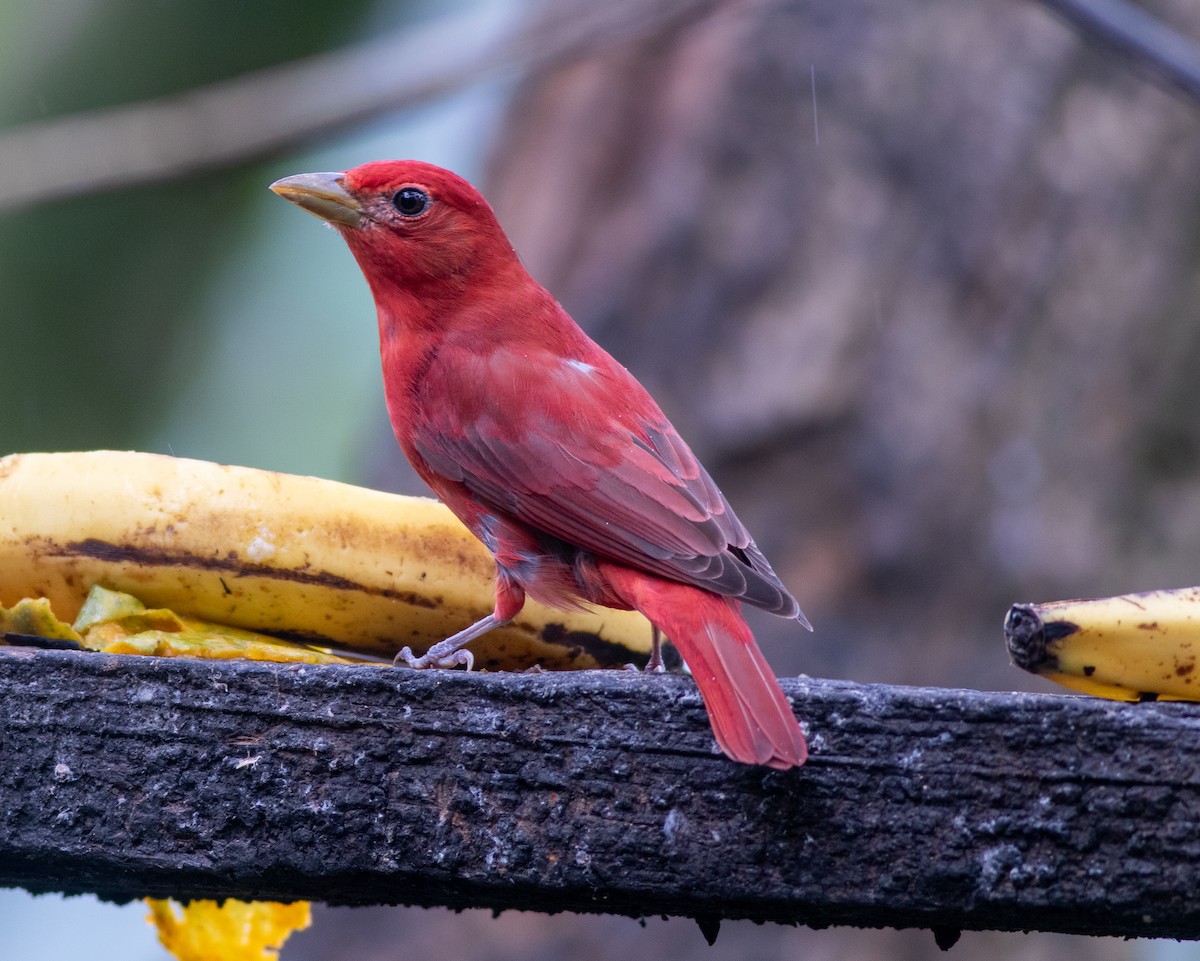 Summer Tanager - ML647063483