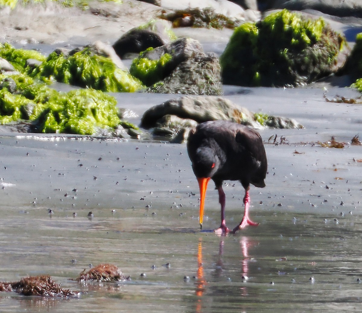 Variable Oystercatcher - ML647063484