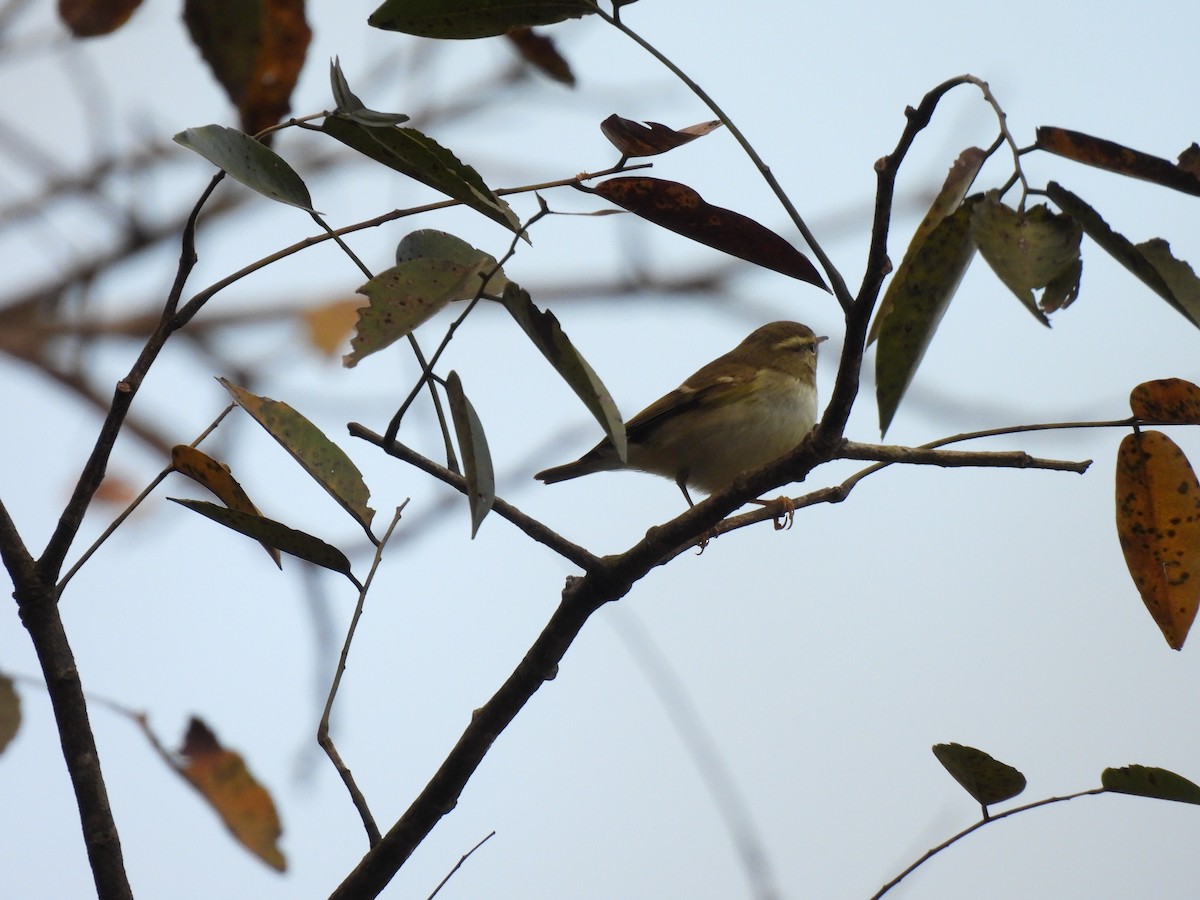 Yellow-browed Warbler - ML647063485