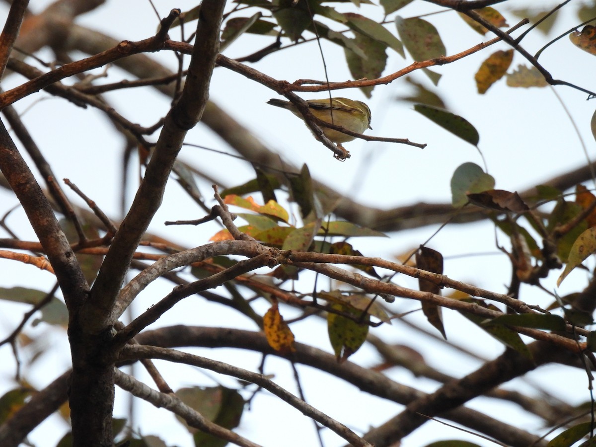 Yellow-browed Warbler - ML647063486