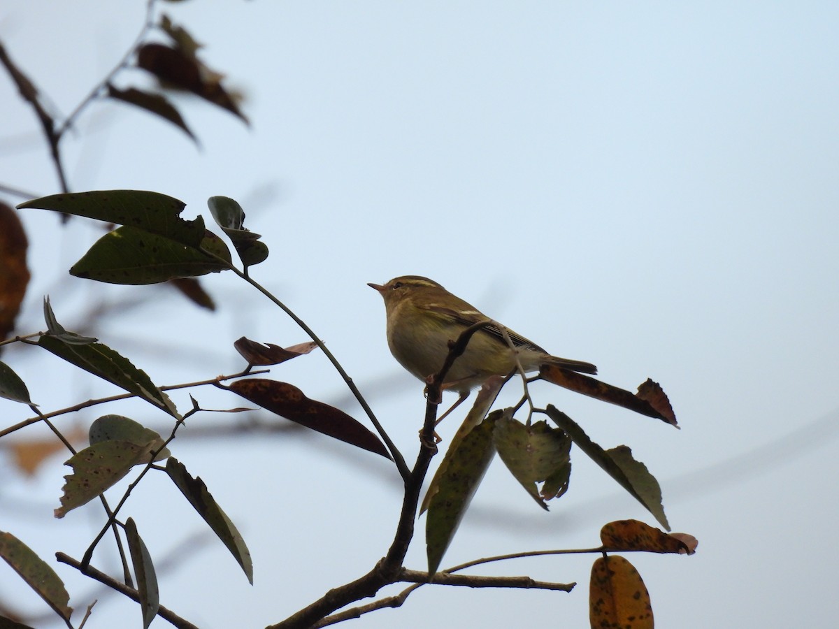 Yellow-browed Warbler - ML647063487