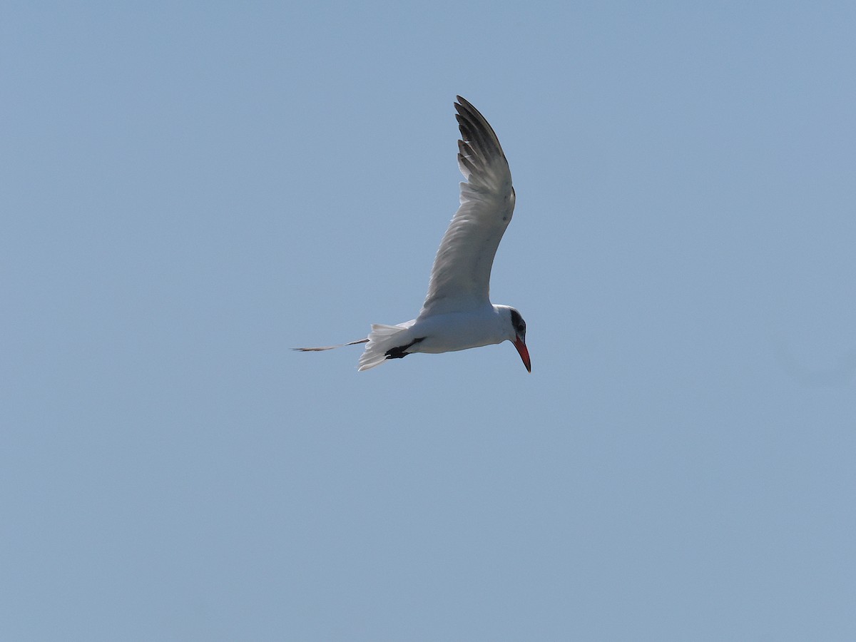 Caspian Tern - ML647063488