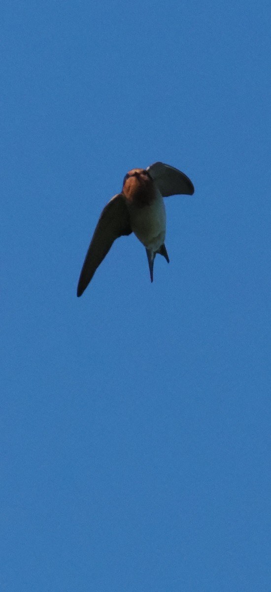 オーストラリアツバメ - ML647063489