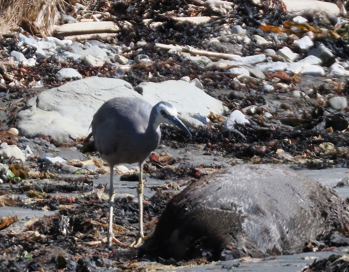 カオジロサギ - ML647063493