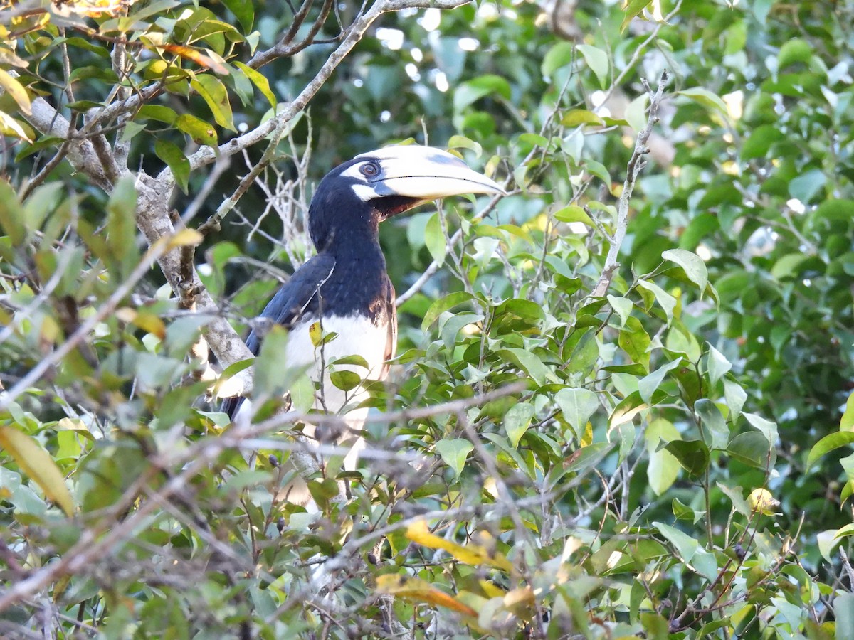 zoborožec bělolící - ML647063496