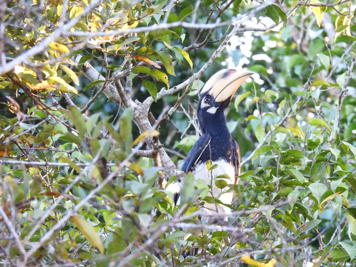 zoborožec bělolící - ML647063497