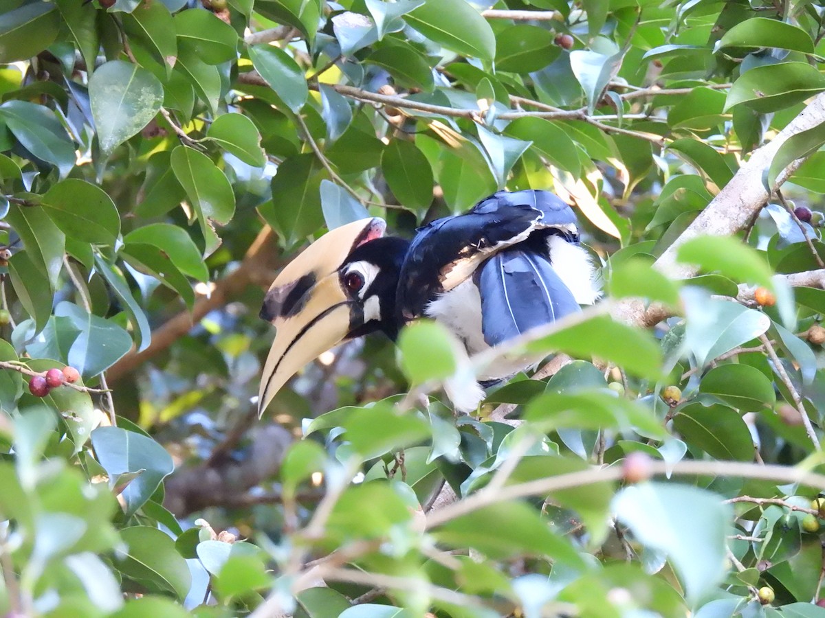 zoborožec bělolící - ML647063498