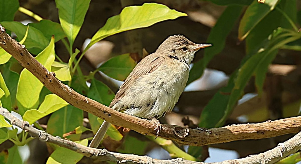 Common Reed Warbler - ML647063499