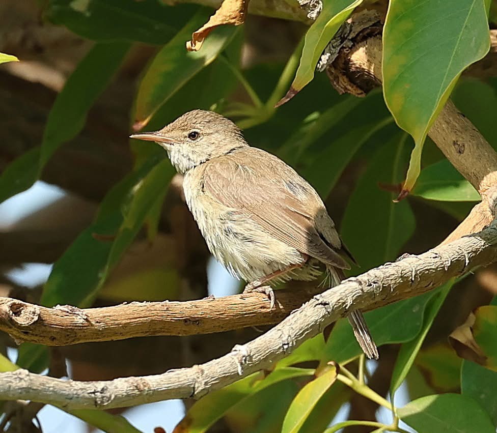 Common Reed Warbler - ML647063500