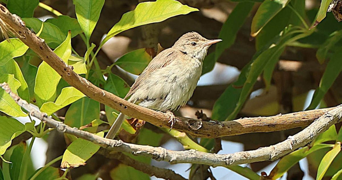 Common Reed Warbler - ML647063501