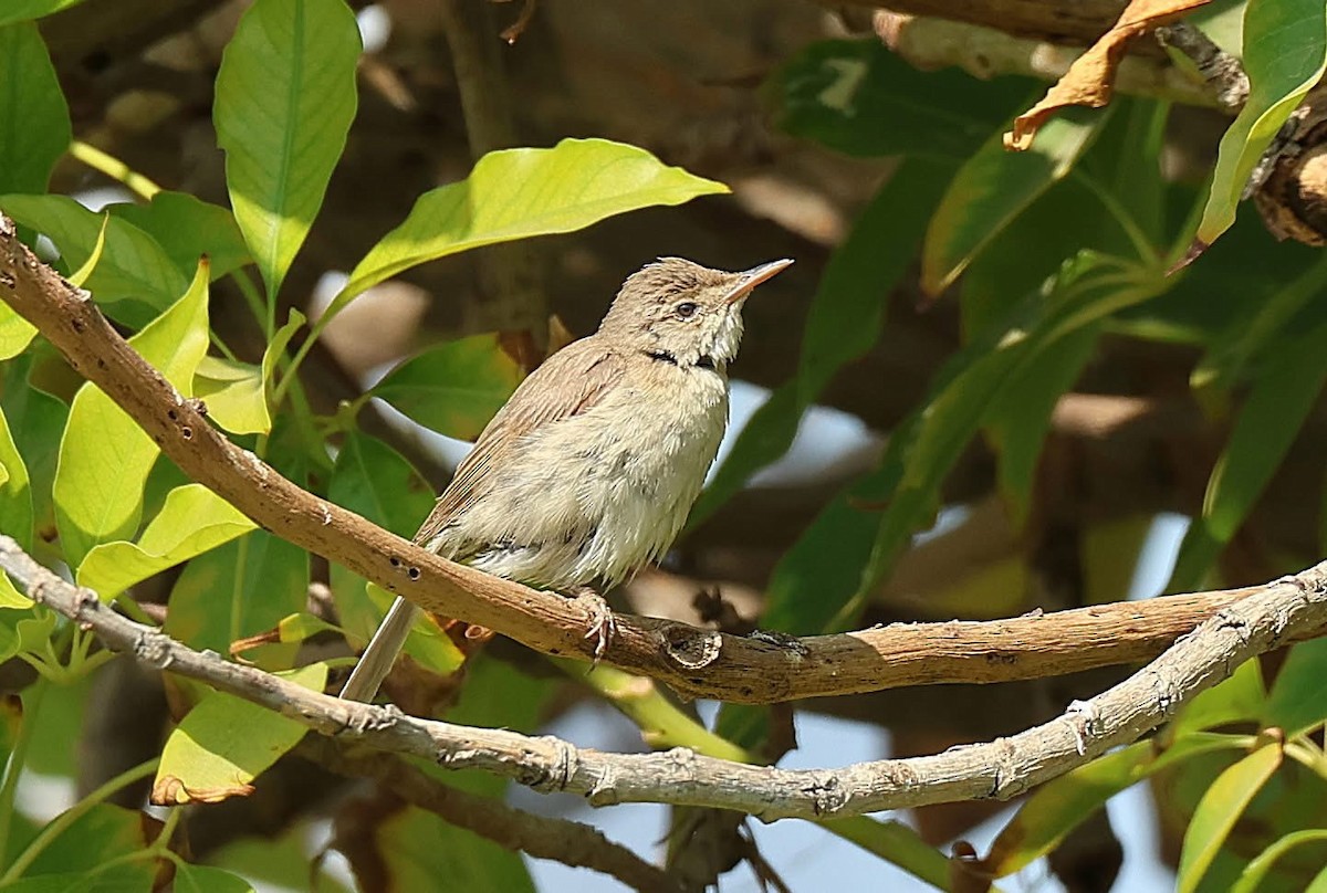 Common Reed Warbler - ML647063502