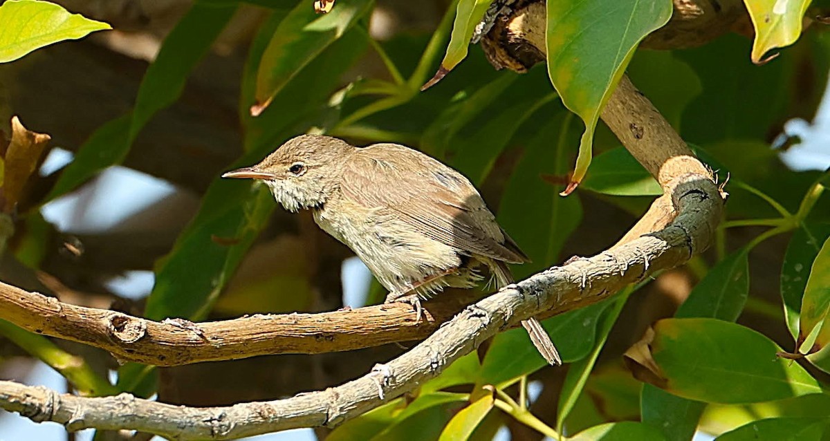 Common Reed Warbler - ML647063503