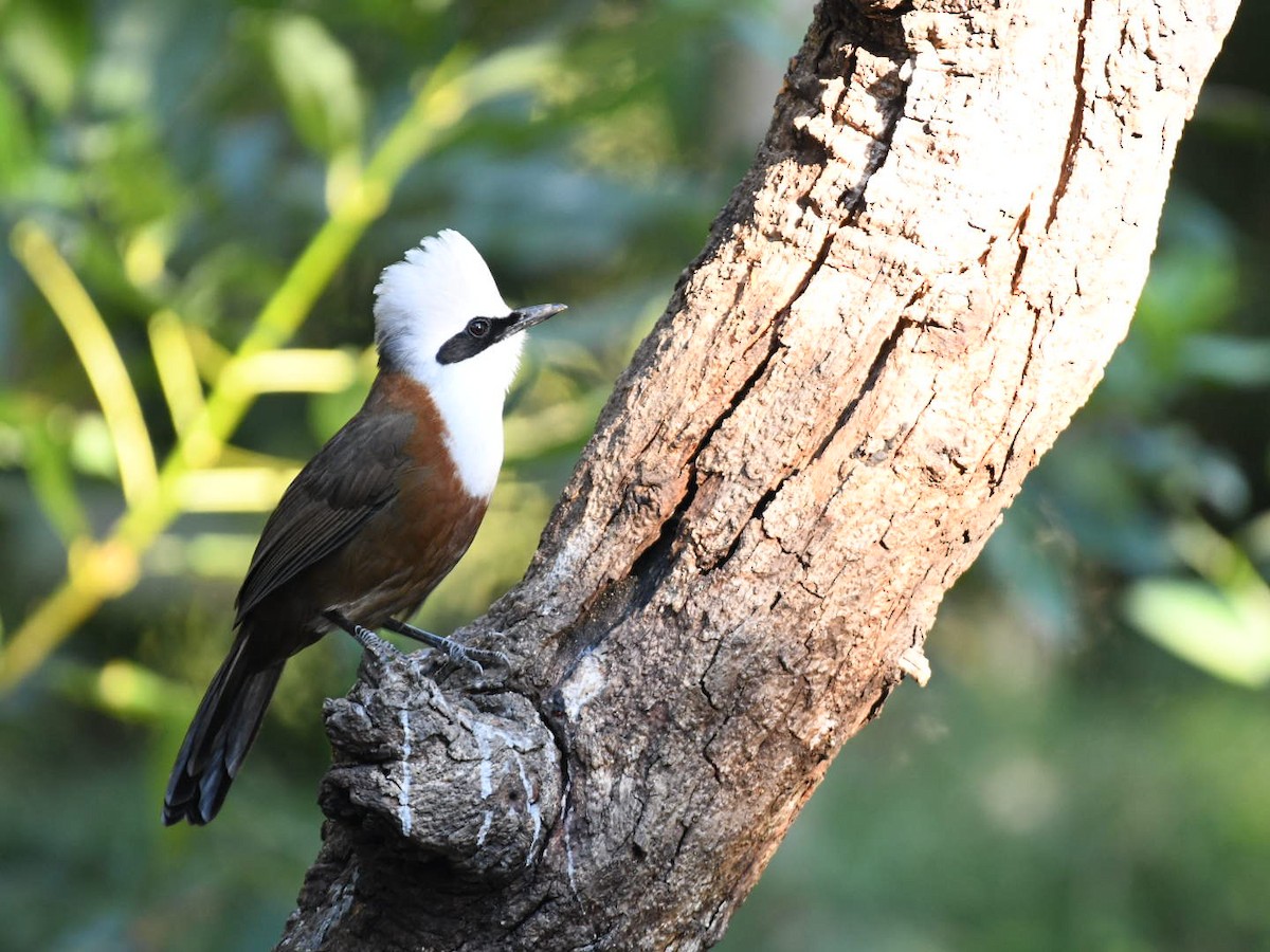 White-crested Laughingthrush - ML647063505