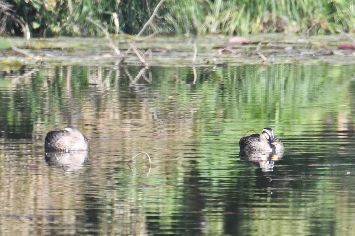 カルガモ - ML647063506