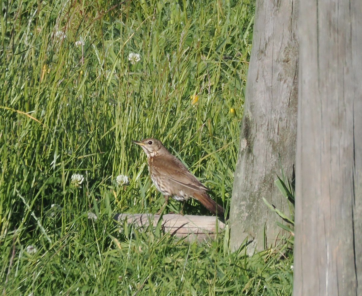 ウタツグミ - ML647063507