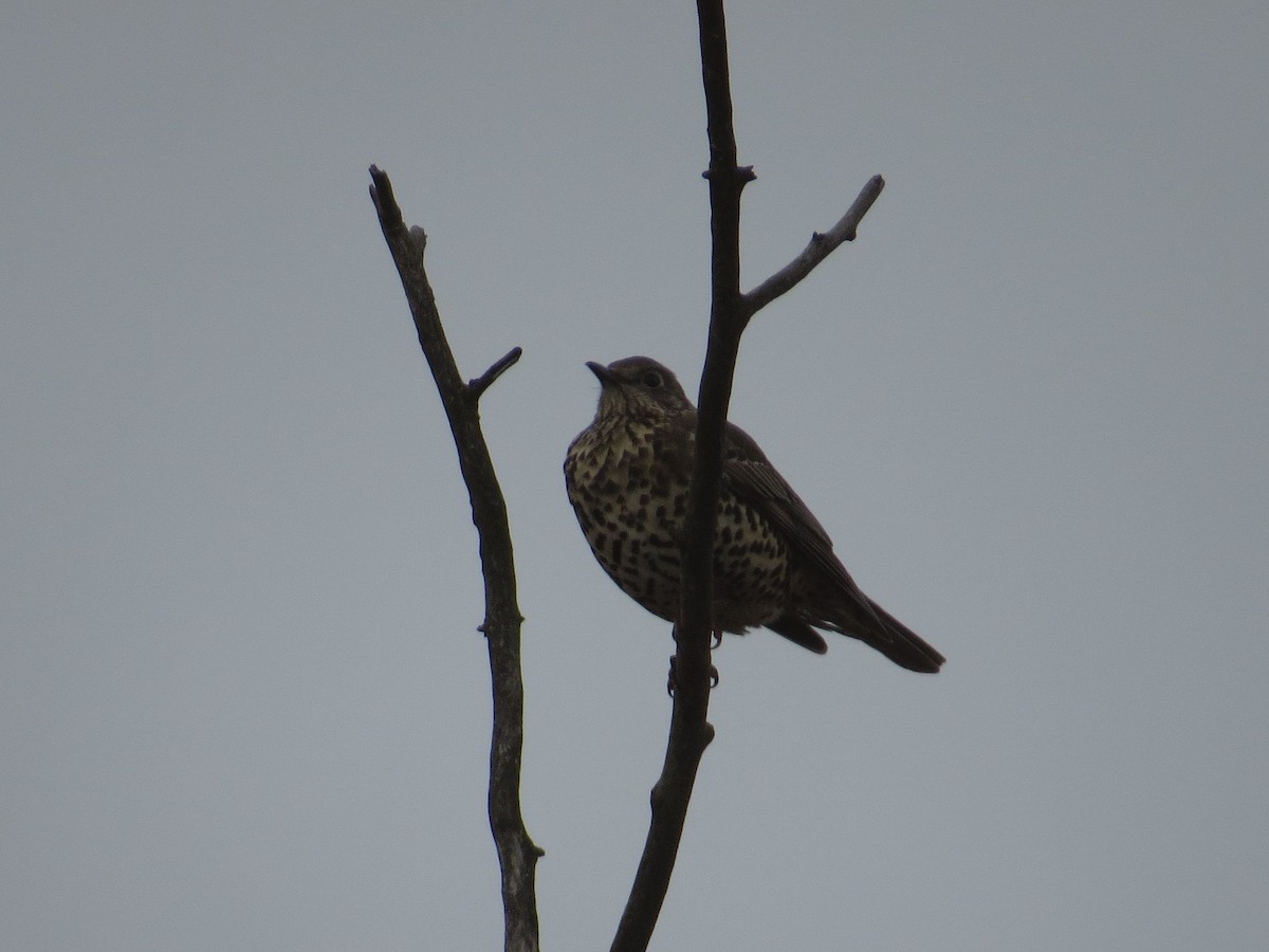 槲鶇 - ML647063520