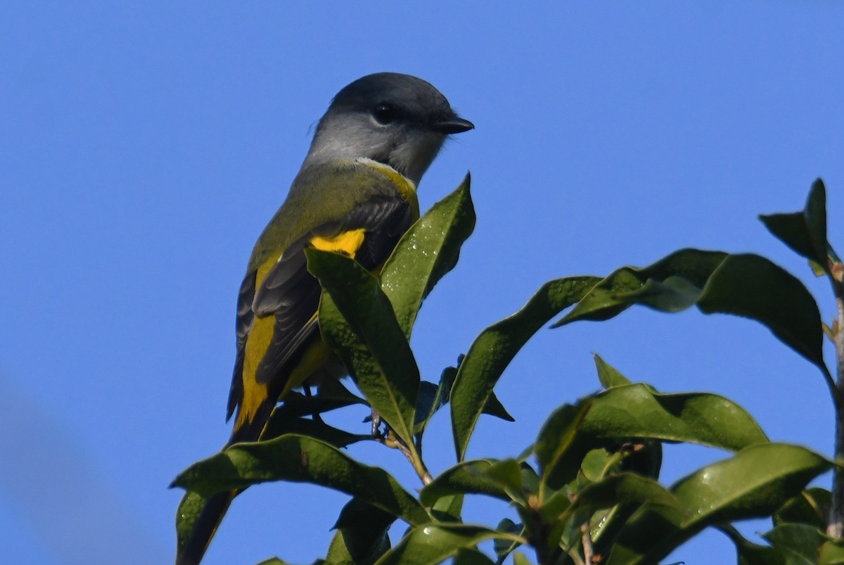 Личинкоїд сірощокий - ML647063523