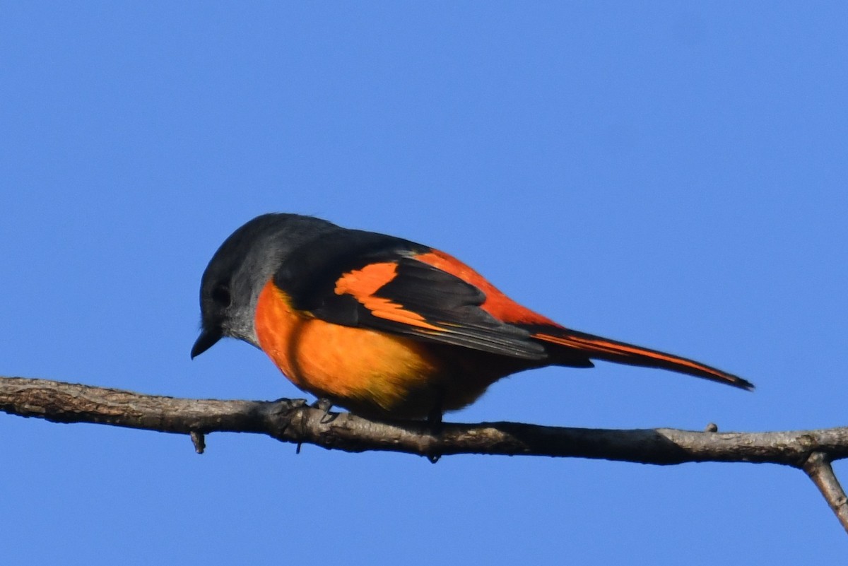 Личинкоїд сірощокий - ML647063524