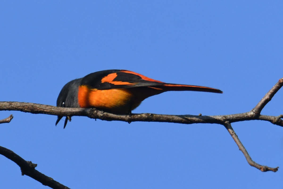 Личинкоїд сірощокий - ML647063525