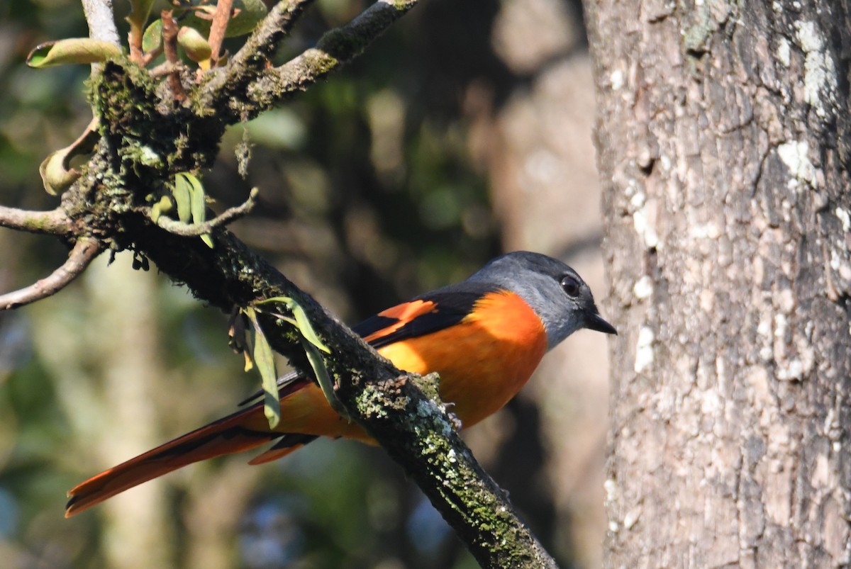 Личинкоїд сірощокий - ML647063526