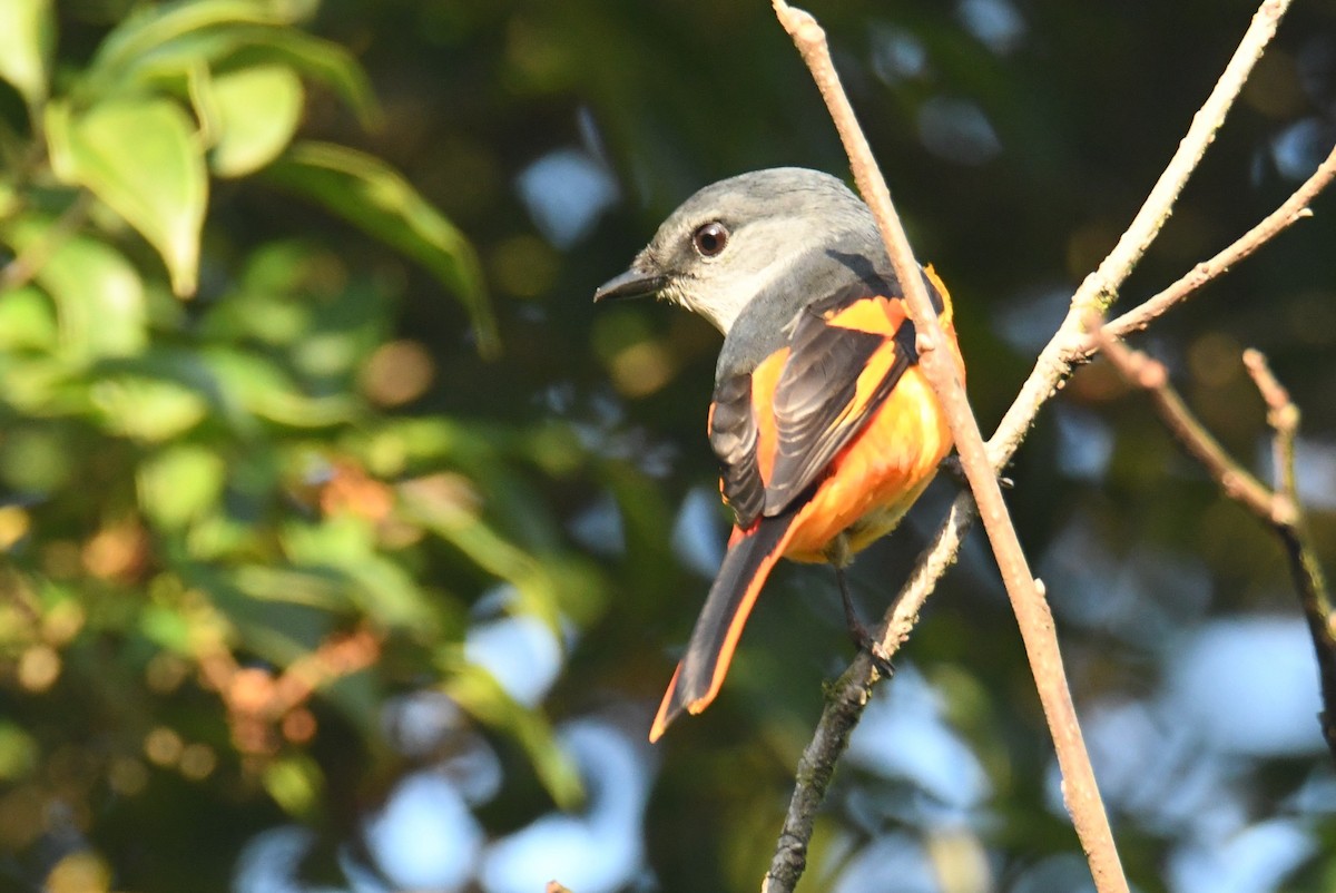 Личинкоїд сірощокий - ML647063527