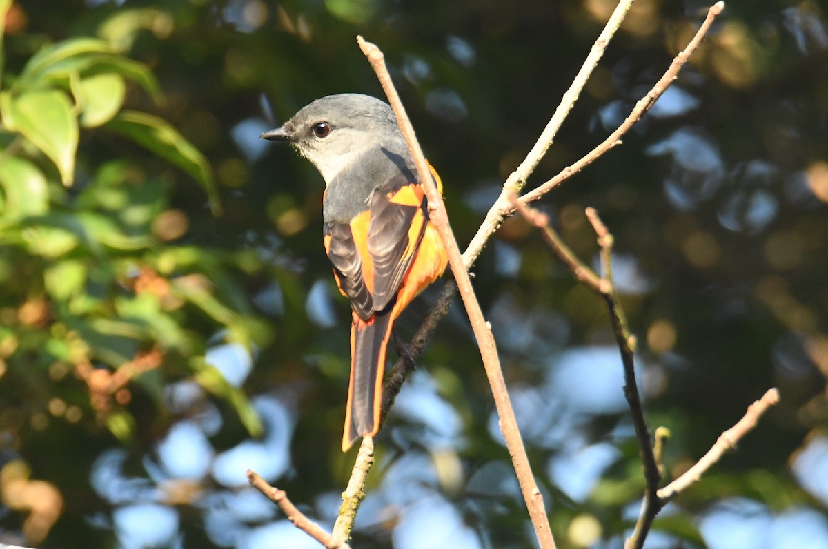 Личинкоїд сірощокий - ML647063528