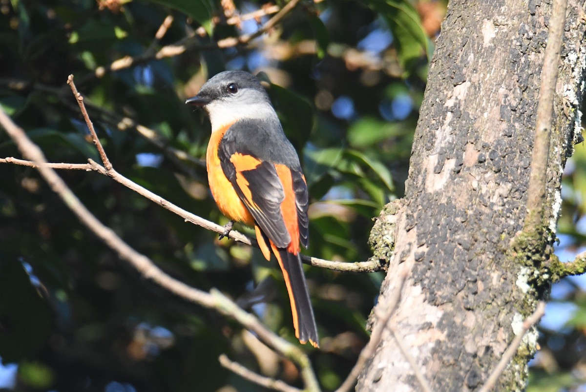 Личинкоїд сірощокий - ML647063529