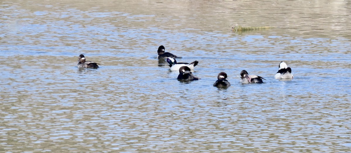 Bufflehead - ML647063532
