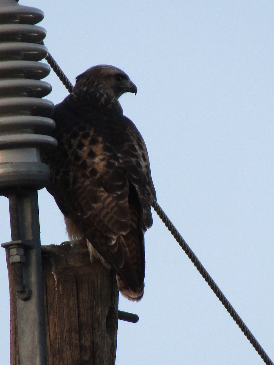 Busardo Colirrojo - ML647063540