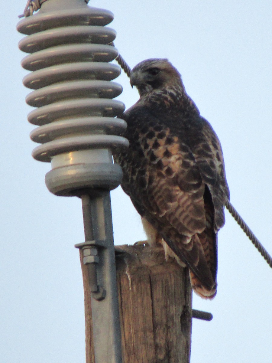 Busardo Colirrojo - ML647063541