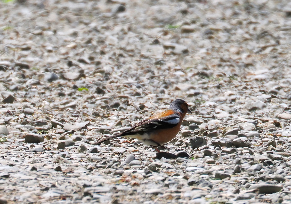 ズアオアトリ - ML647063543