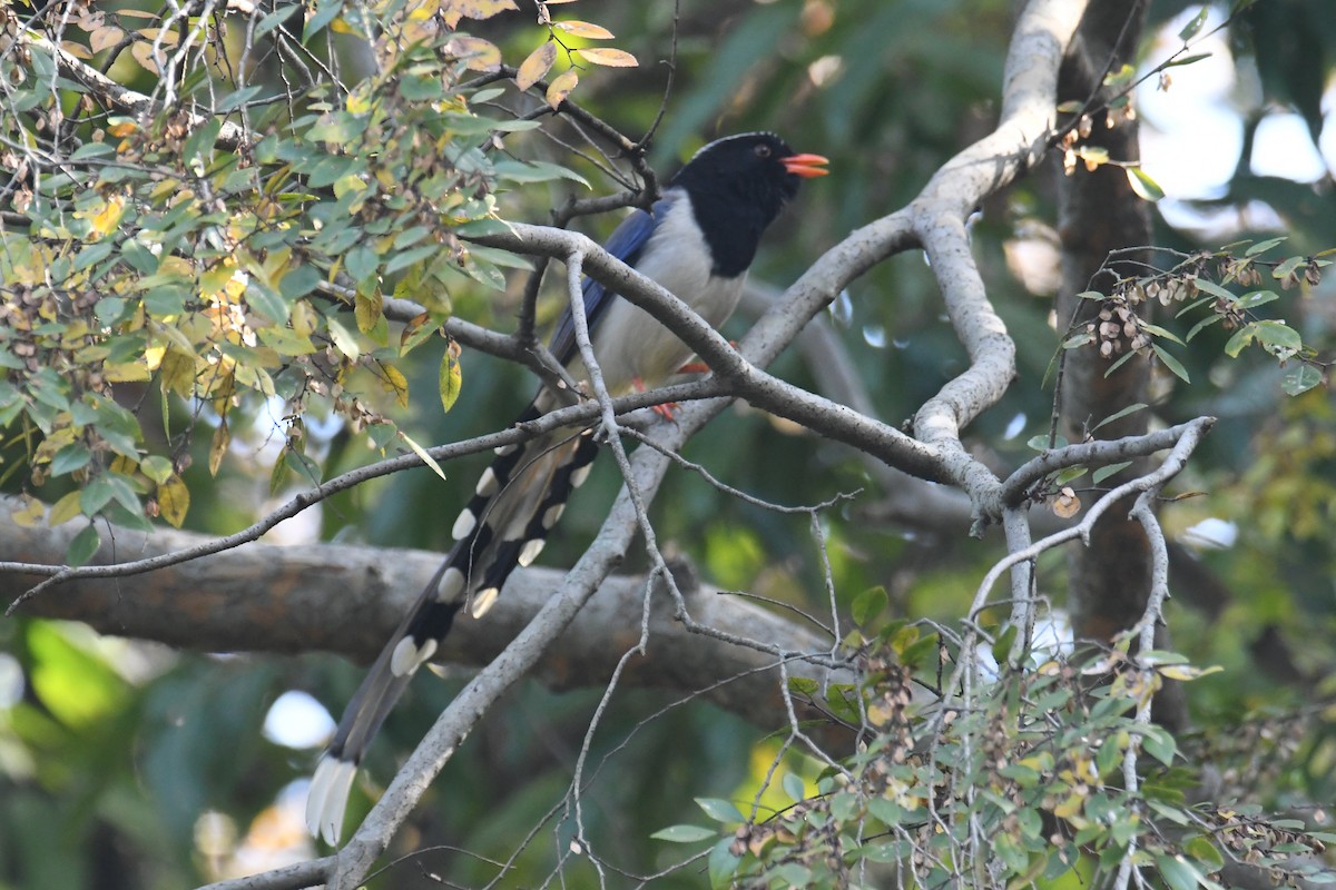 Red-billed Blue-Magpie - ML647063552