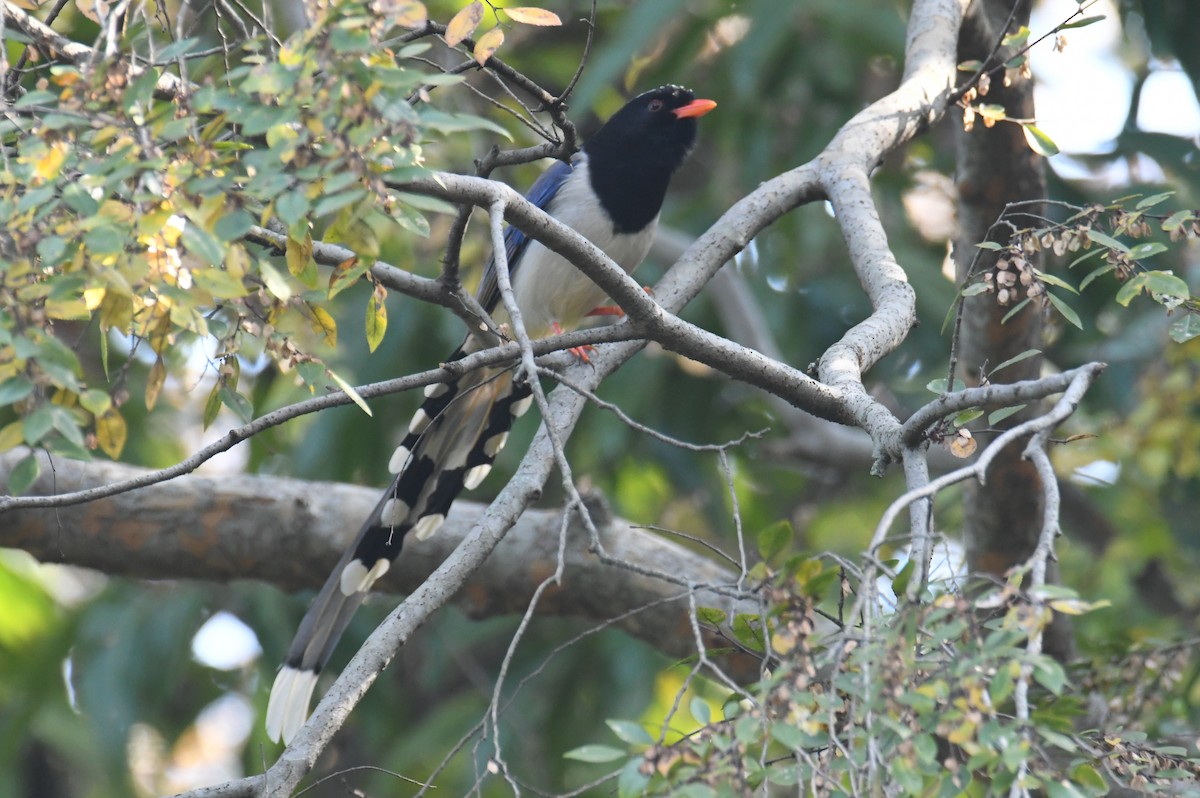 Red-billed Blue-Magpie - ML647063553