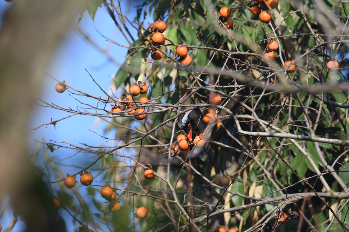 Red-billed Blue-Magpie - ML647063554