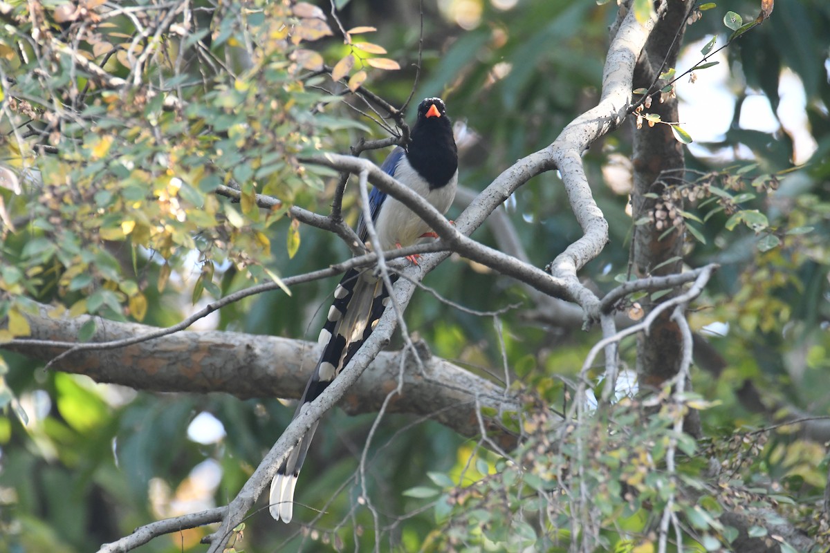 Red-billed Blue-Magpie - ML647063555