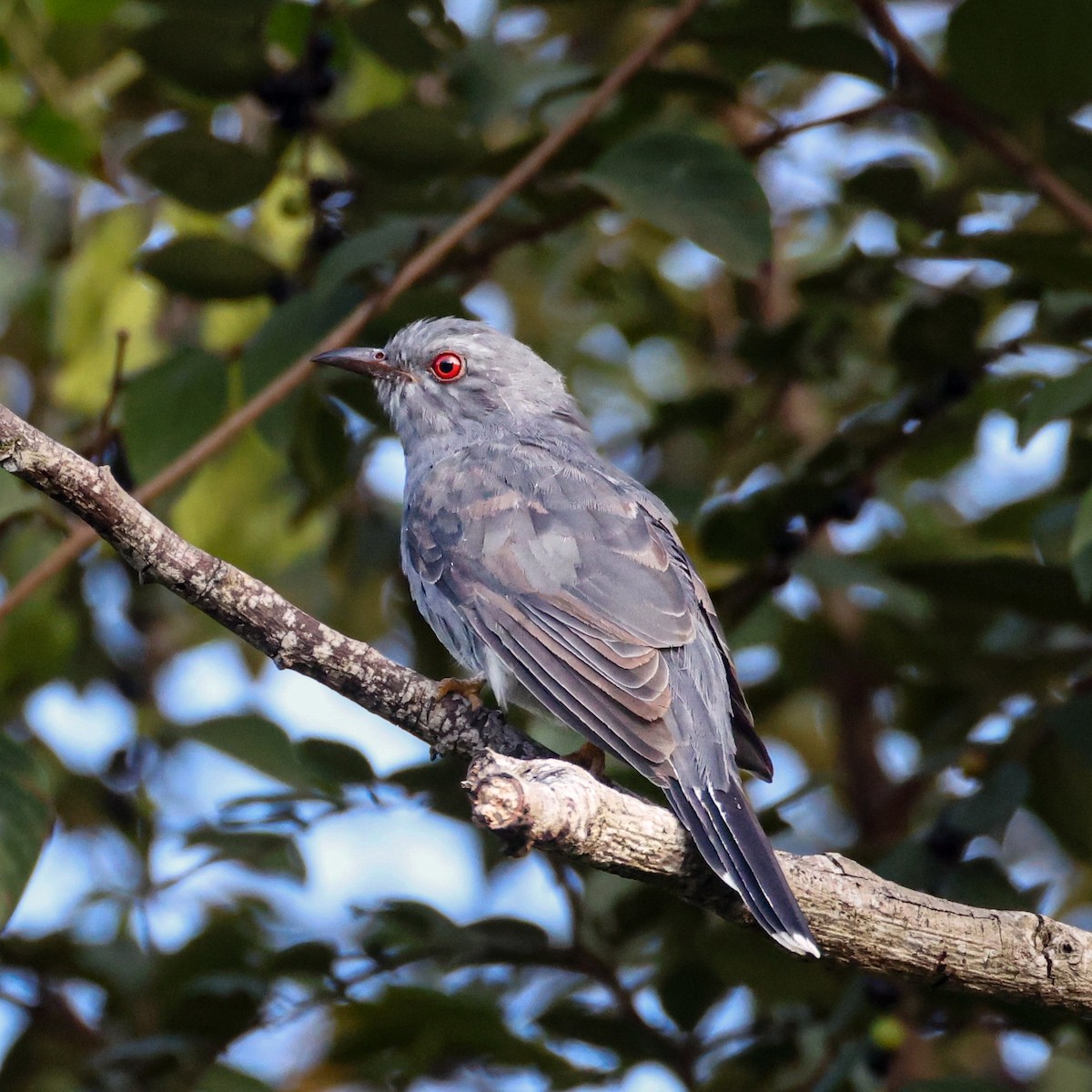 Кукавка мала - ML647063579