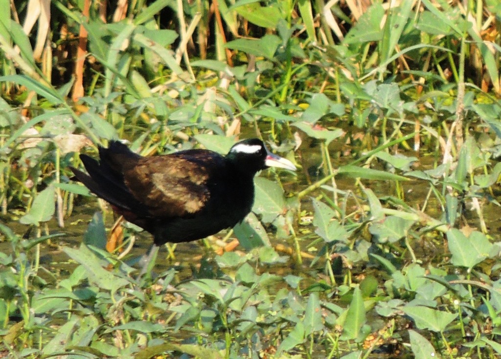 Bronze-winged Jacana - ML647063595