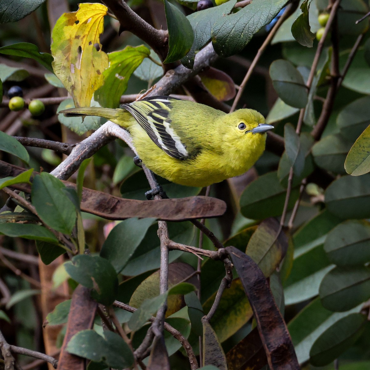 parkløvfugl - ML647063601