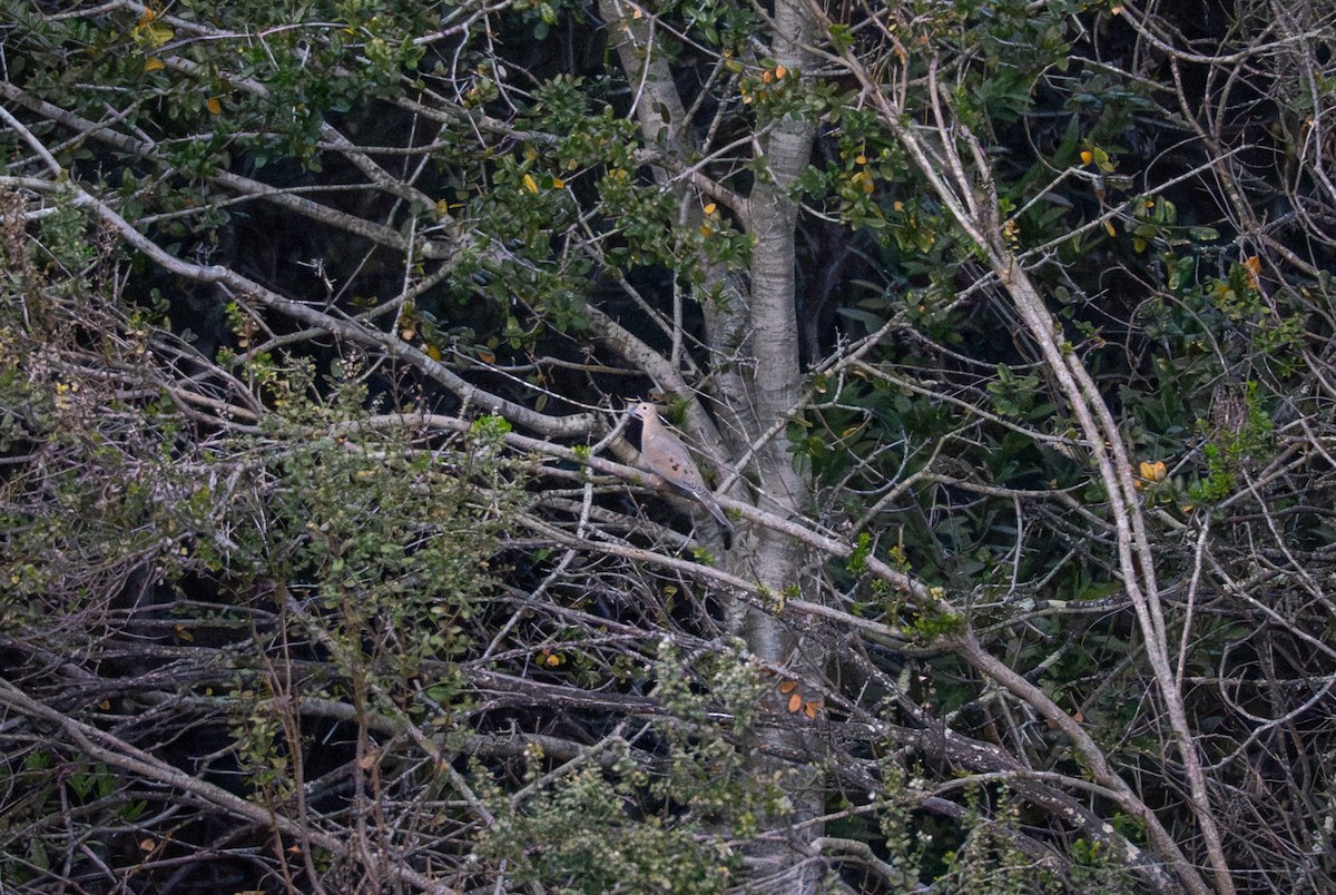 Mourning Dove - ML647063605