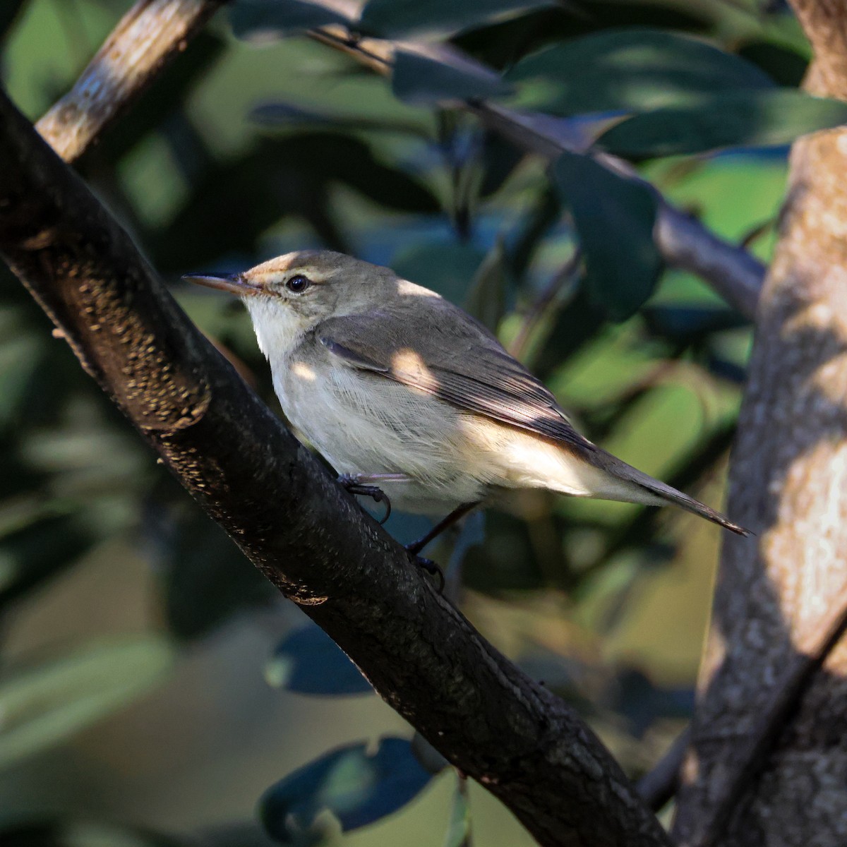 Садовая камышевка - ML647063610