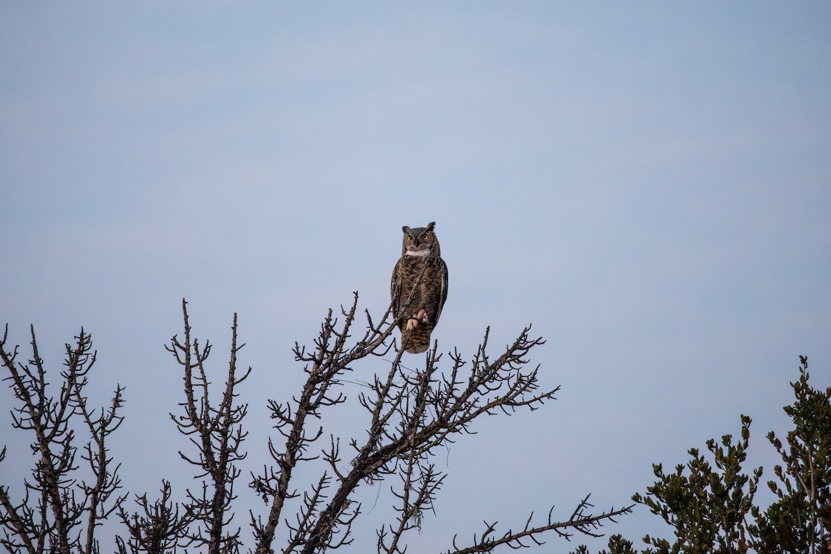 Пугач віргінський - ML647063612