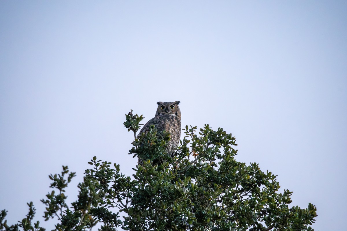 Пугач віргінський - ML647063615