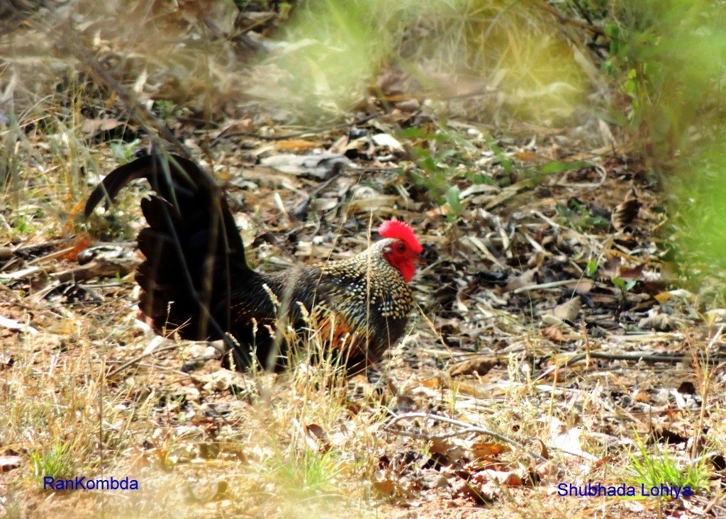 Gray Junglefowl - ML647063616