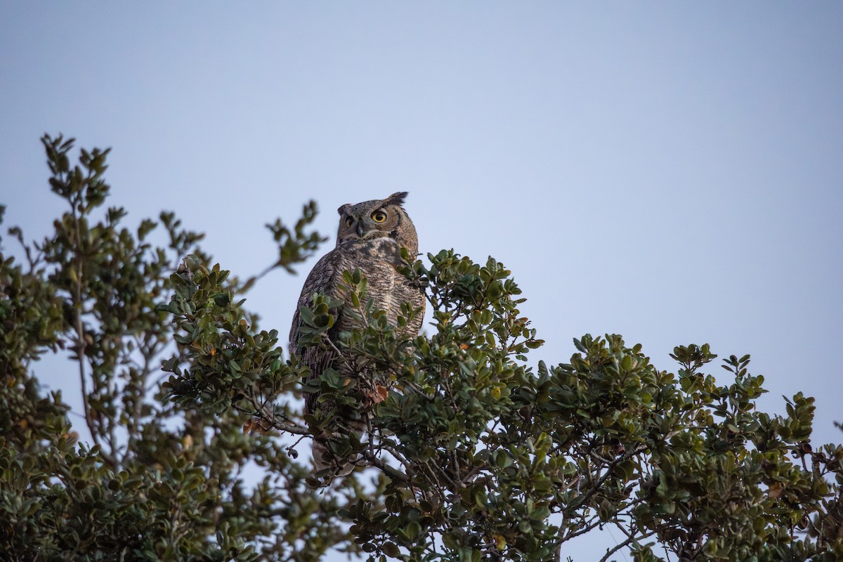 Пугач віргінський - ML647063619