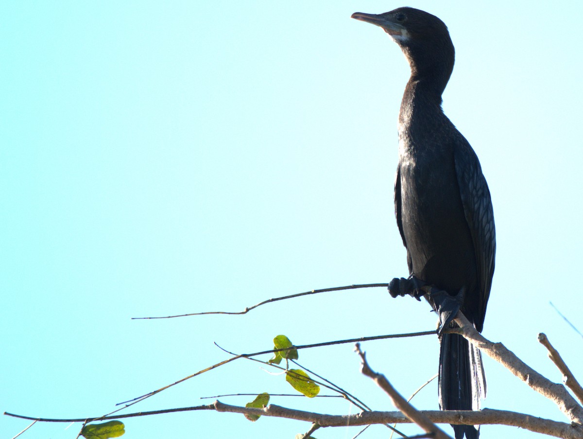 Баклан яванський - ML647063645